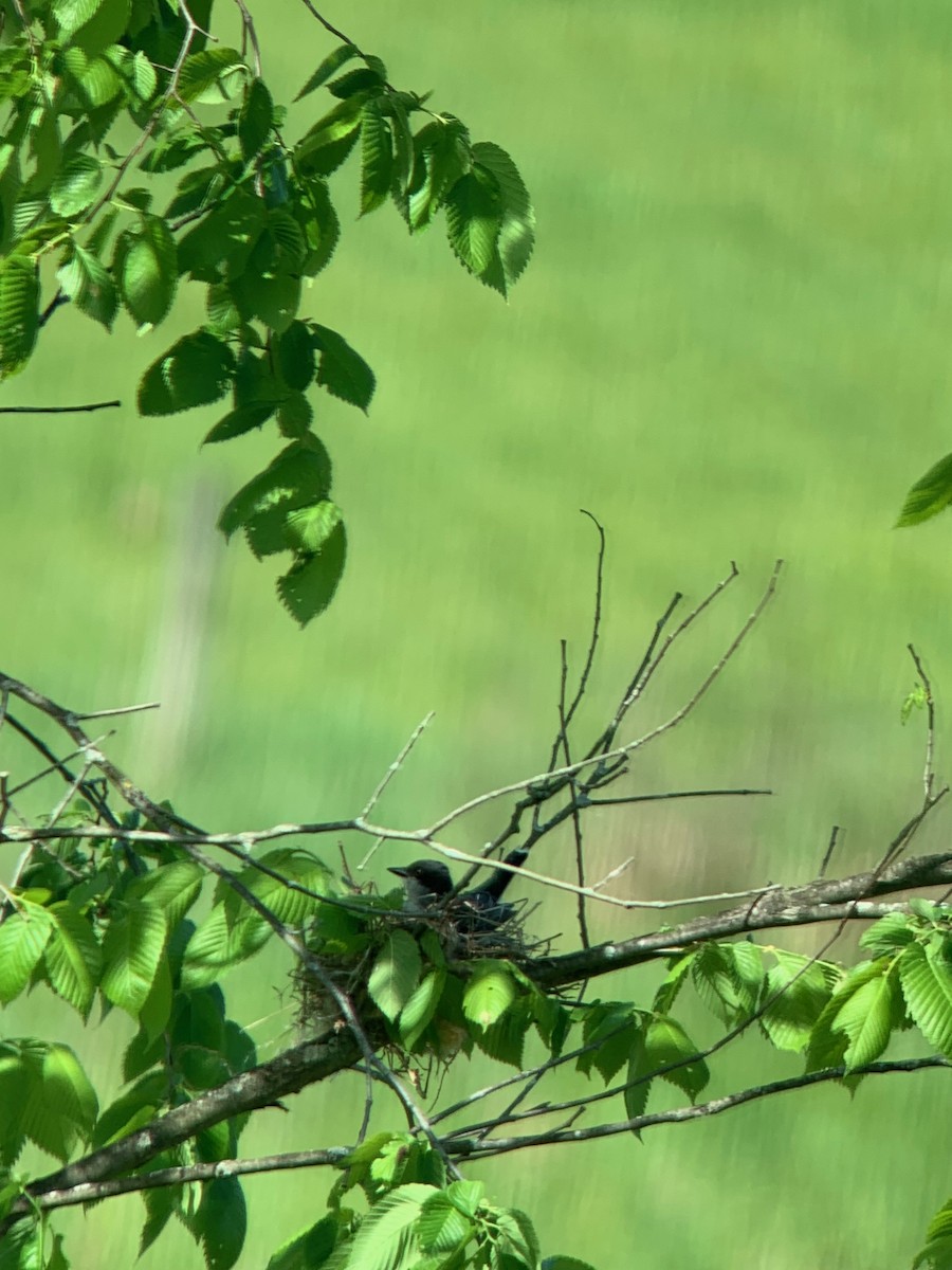 Eastern Kingbird - Clive Wood