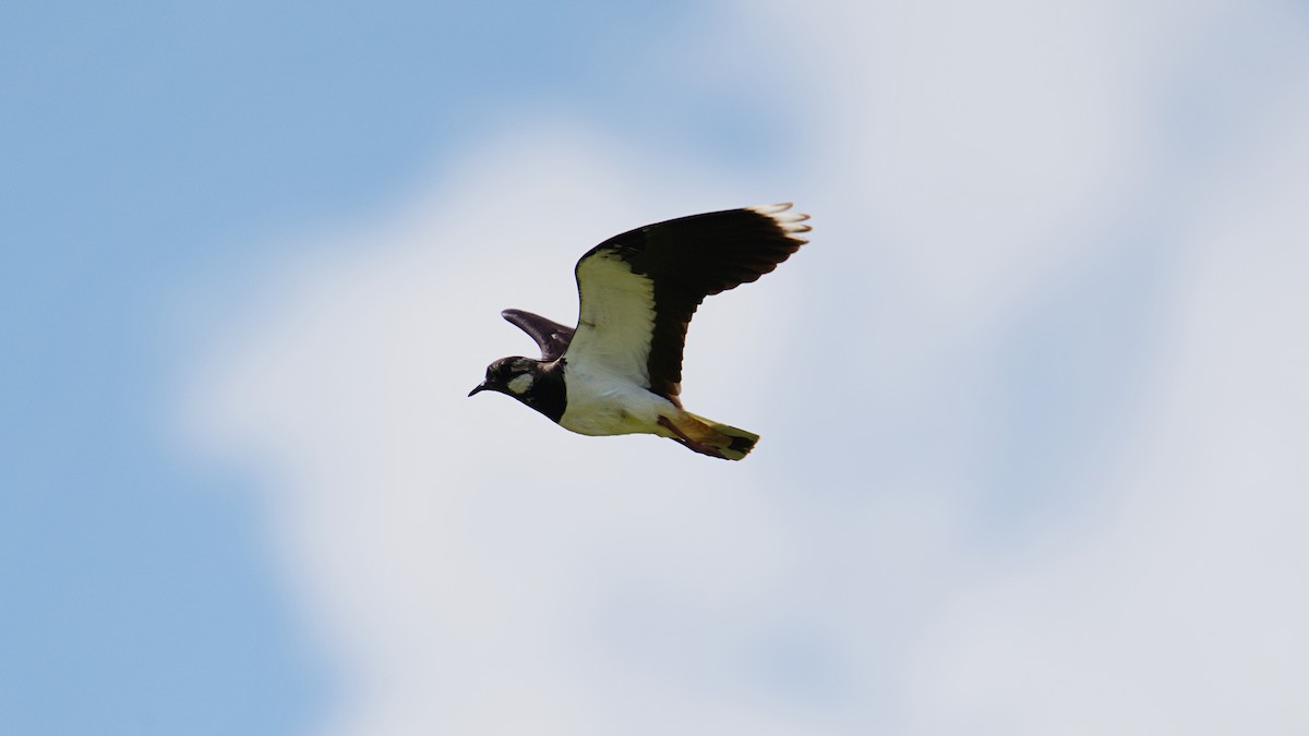 Northern Lapwing - Jakub Nikiel