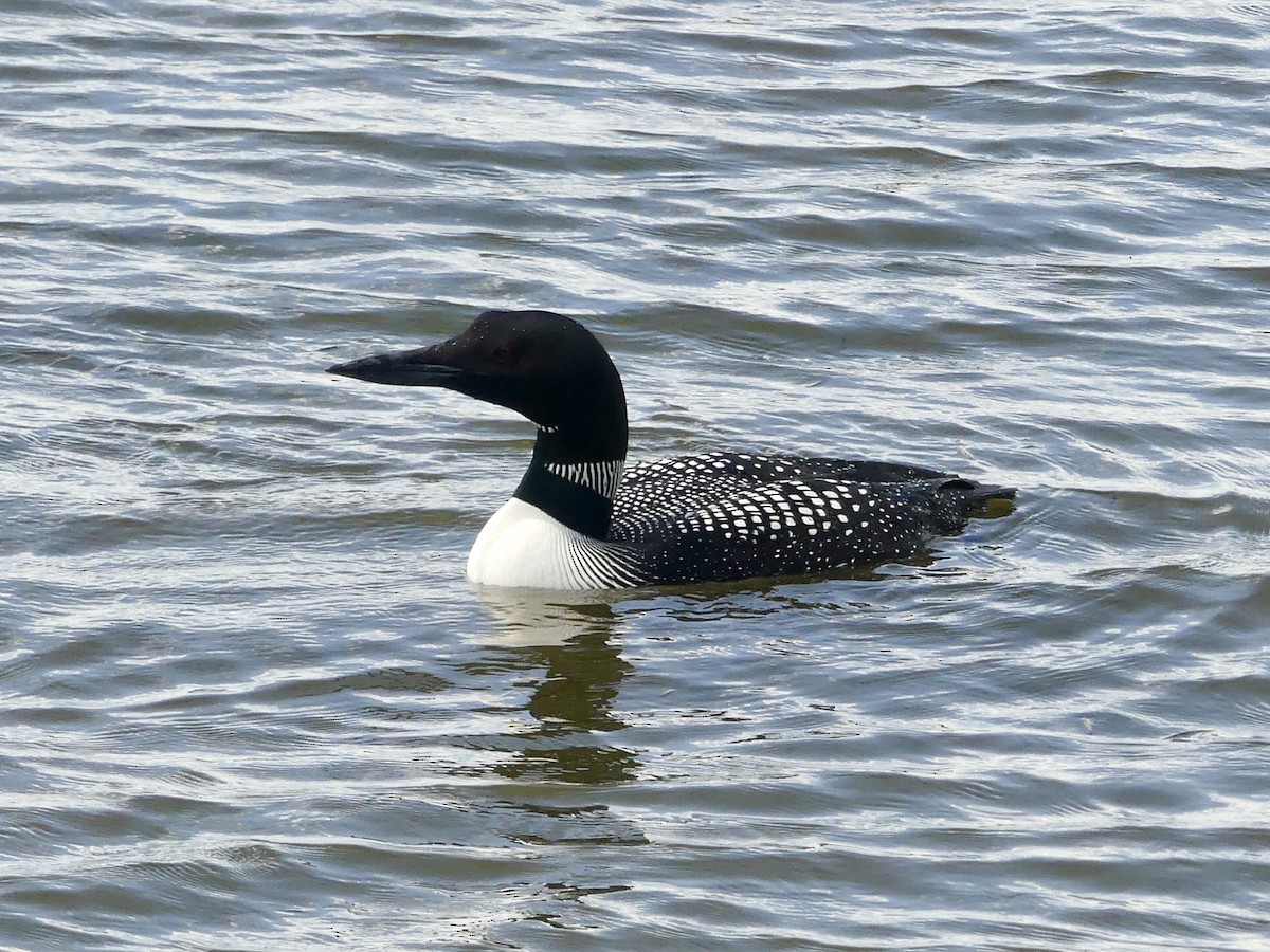 Common Loon - Suzanne Cholette