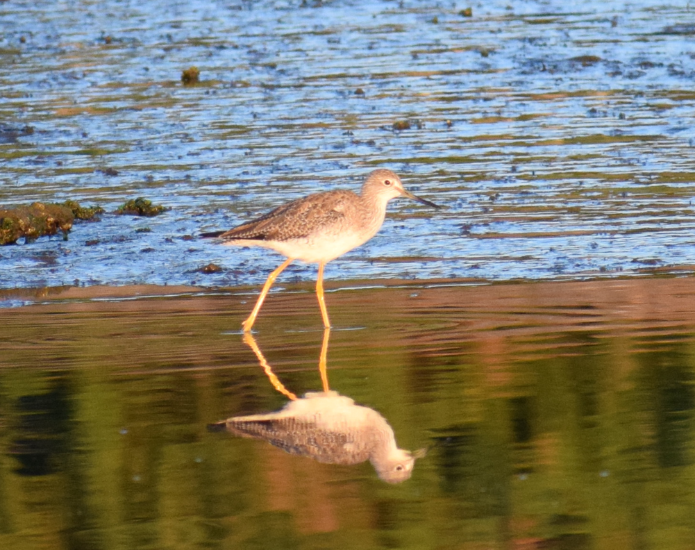 Lesser Yellowlegs - Felipe Undurraga