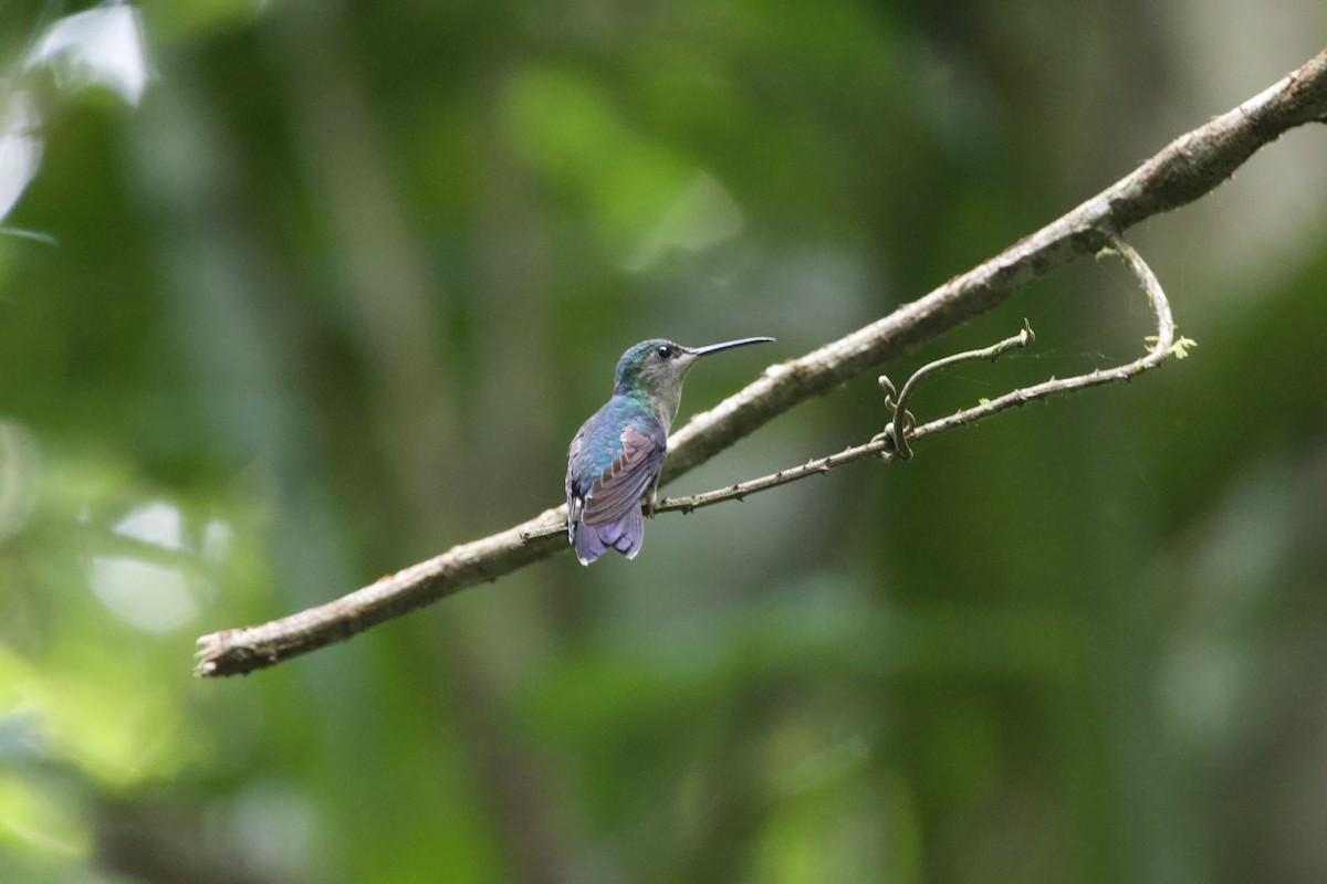 Rufous-tailed Hummingbird - allie bluestein