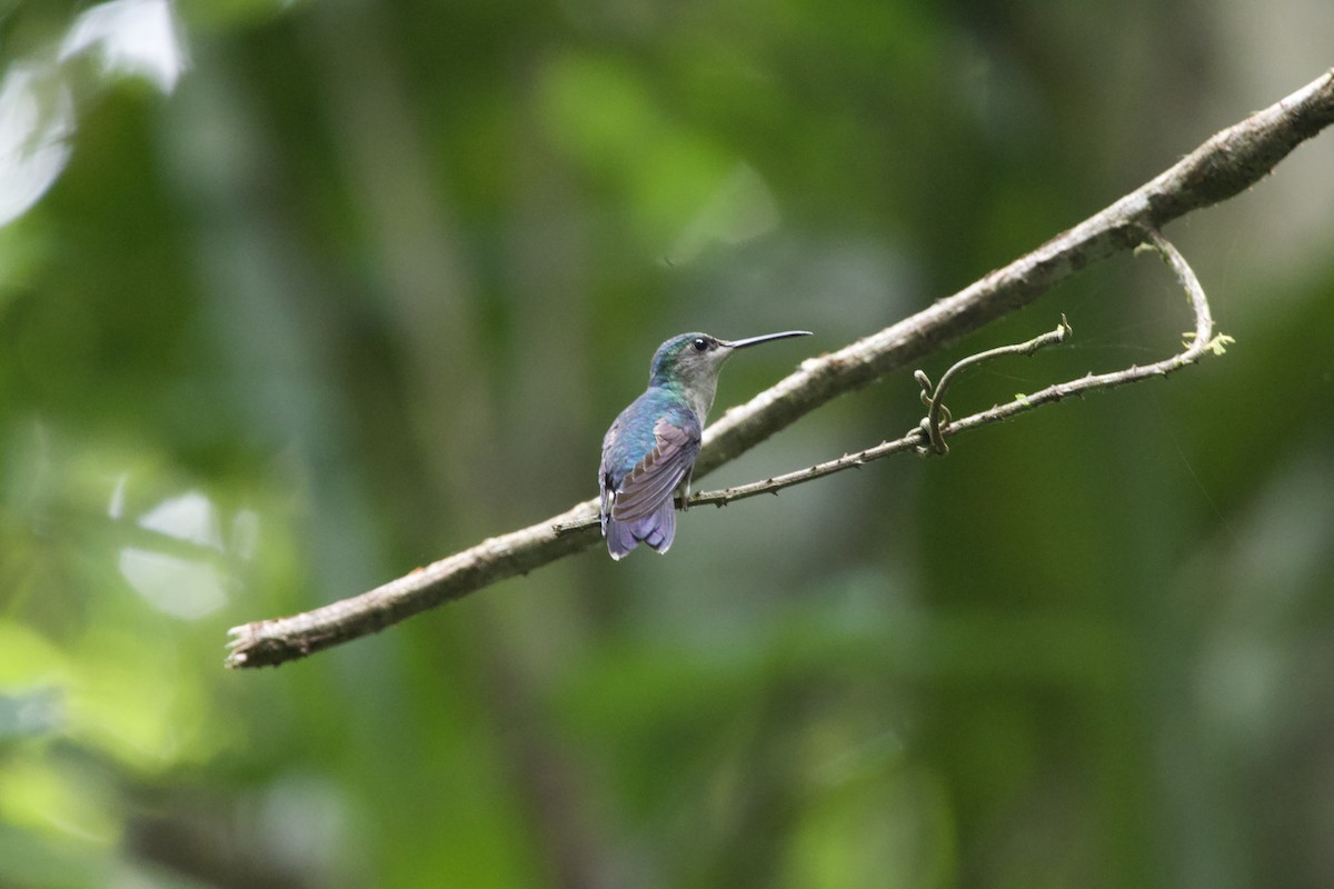 Rufous-tailed Hummingbird - allie bluestein