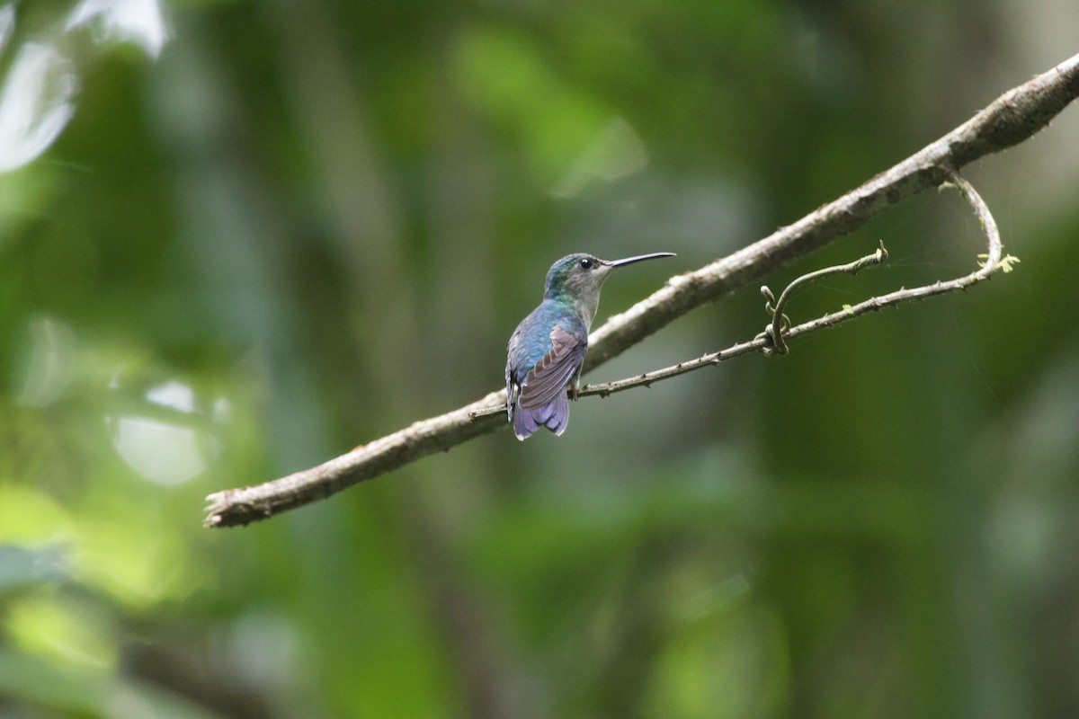 Rufous-tailed Hummingbird - allie bluestein