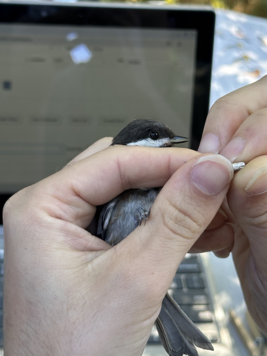 Chestnut-backed Chickadee - Ross Rabkin