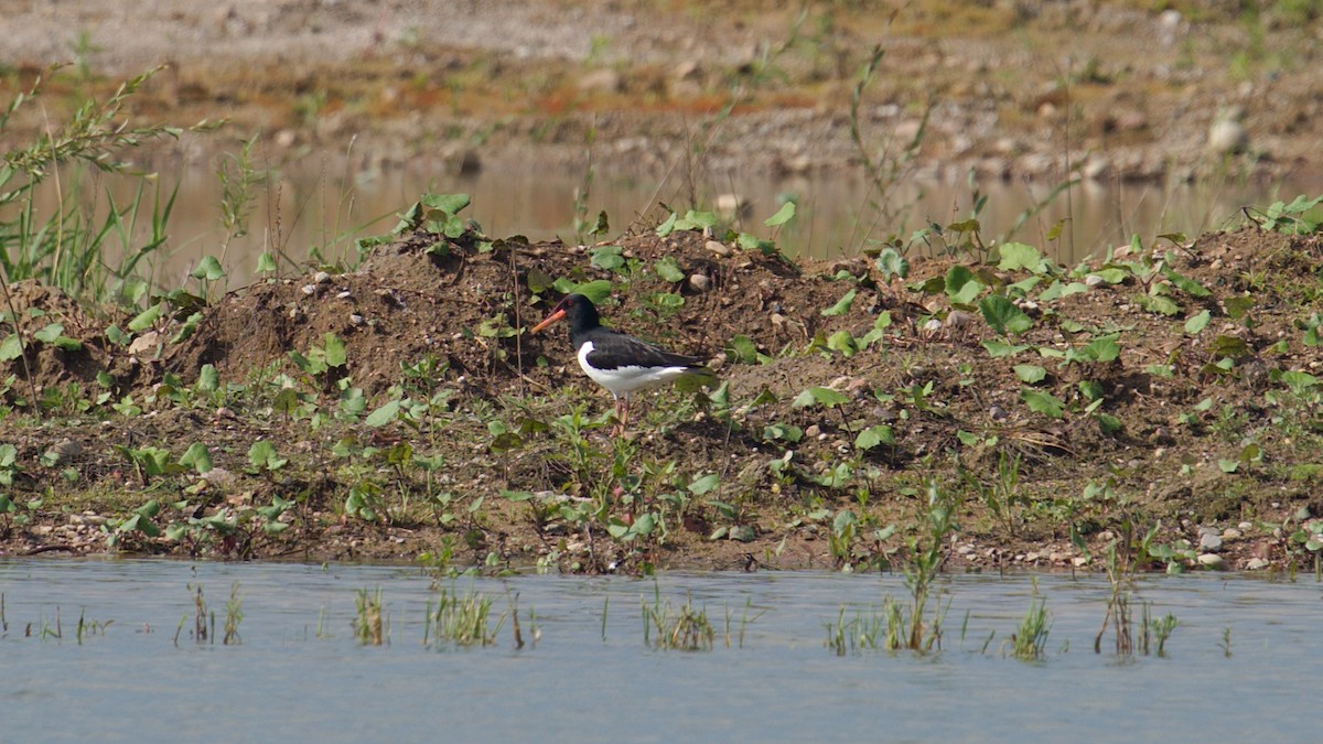 Eurasian Oystercatcher - Jakub Nikiel