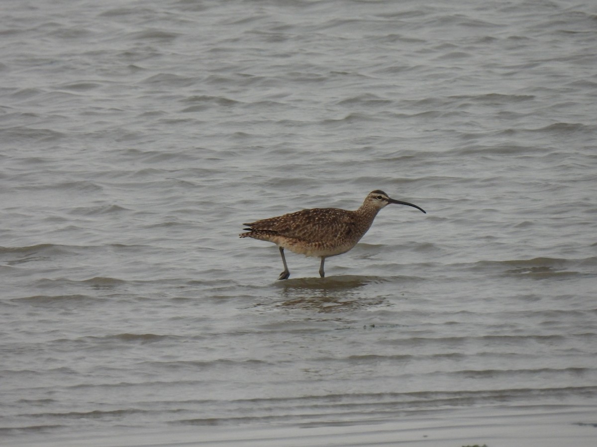 Whimbrel - Keith Riding