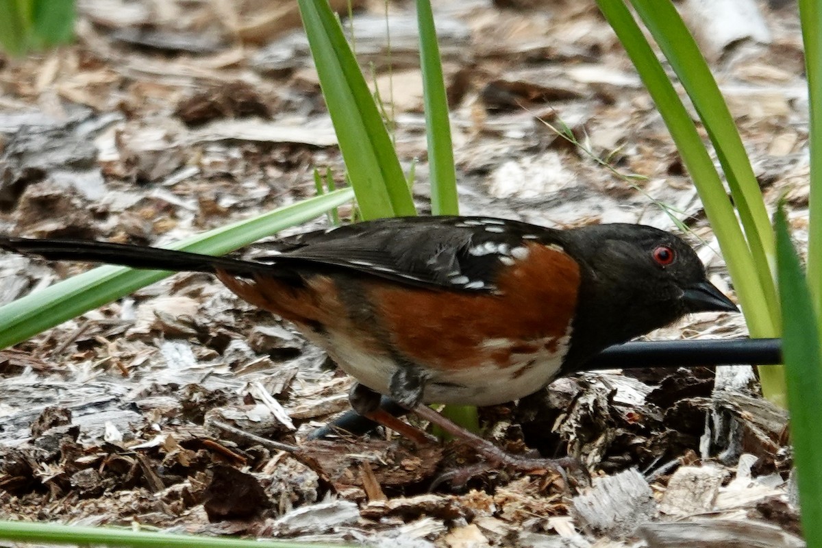 Spotted Towhee - Jolene Cortright