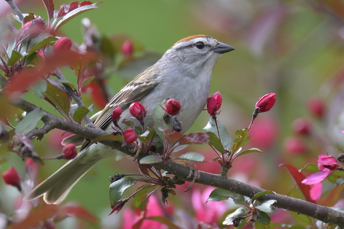 Chipping Sparrow - Guy Lafond