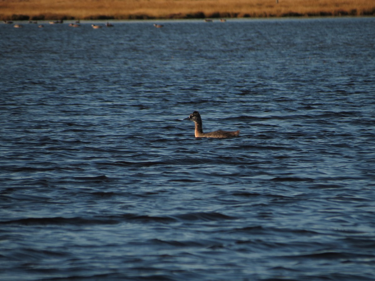 Great Grebe - Ralph Roberts