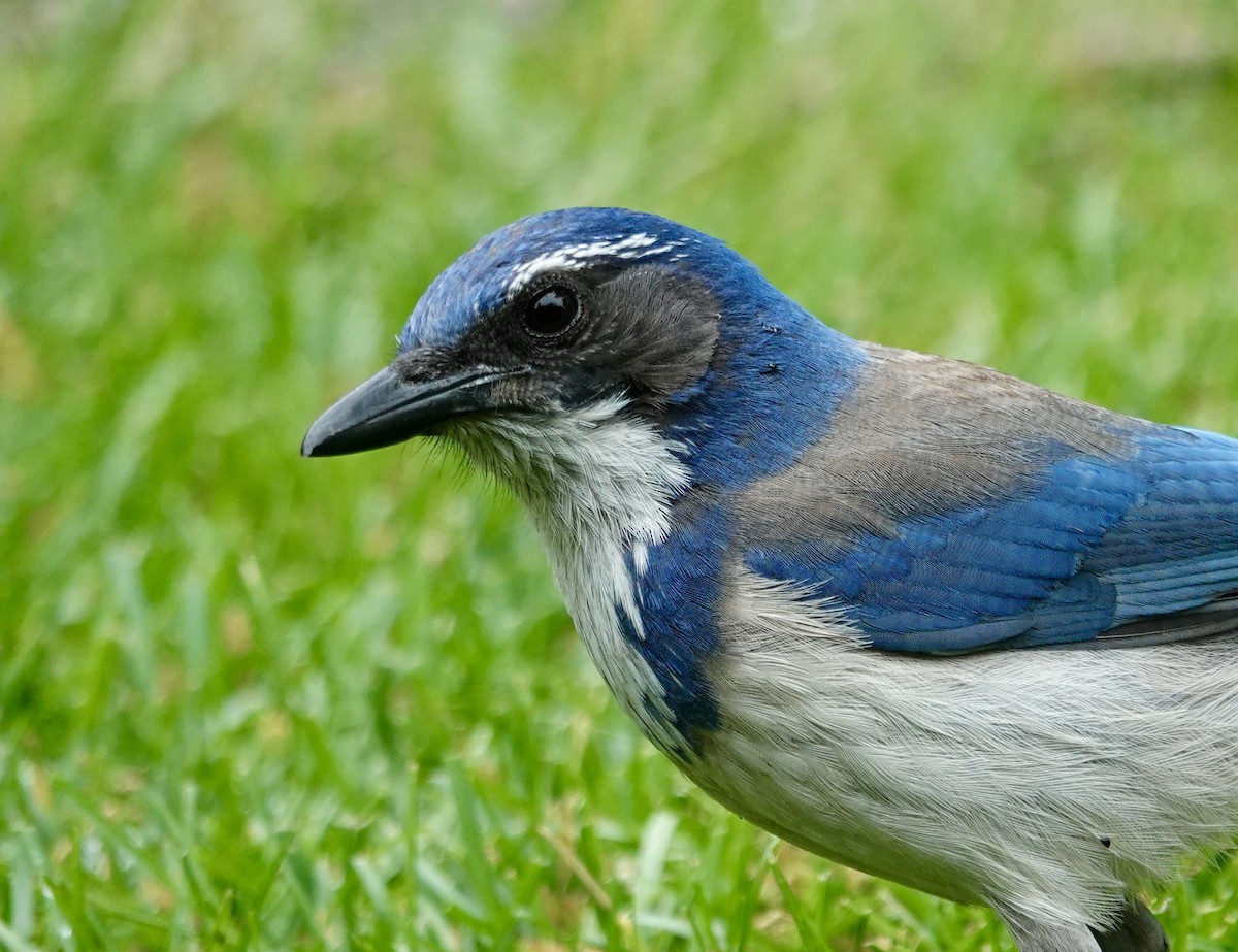 California Scrub-Jay - Jolene Cortright