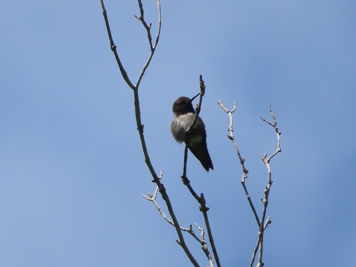 Black-chinned Hummingbird - ML619568557