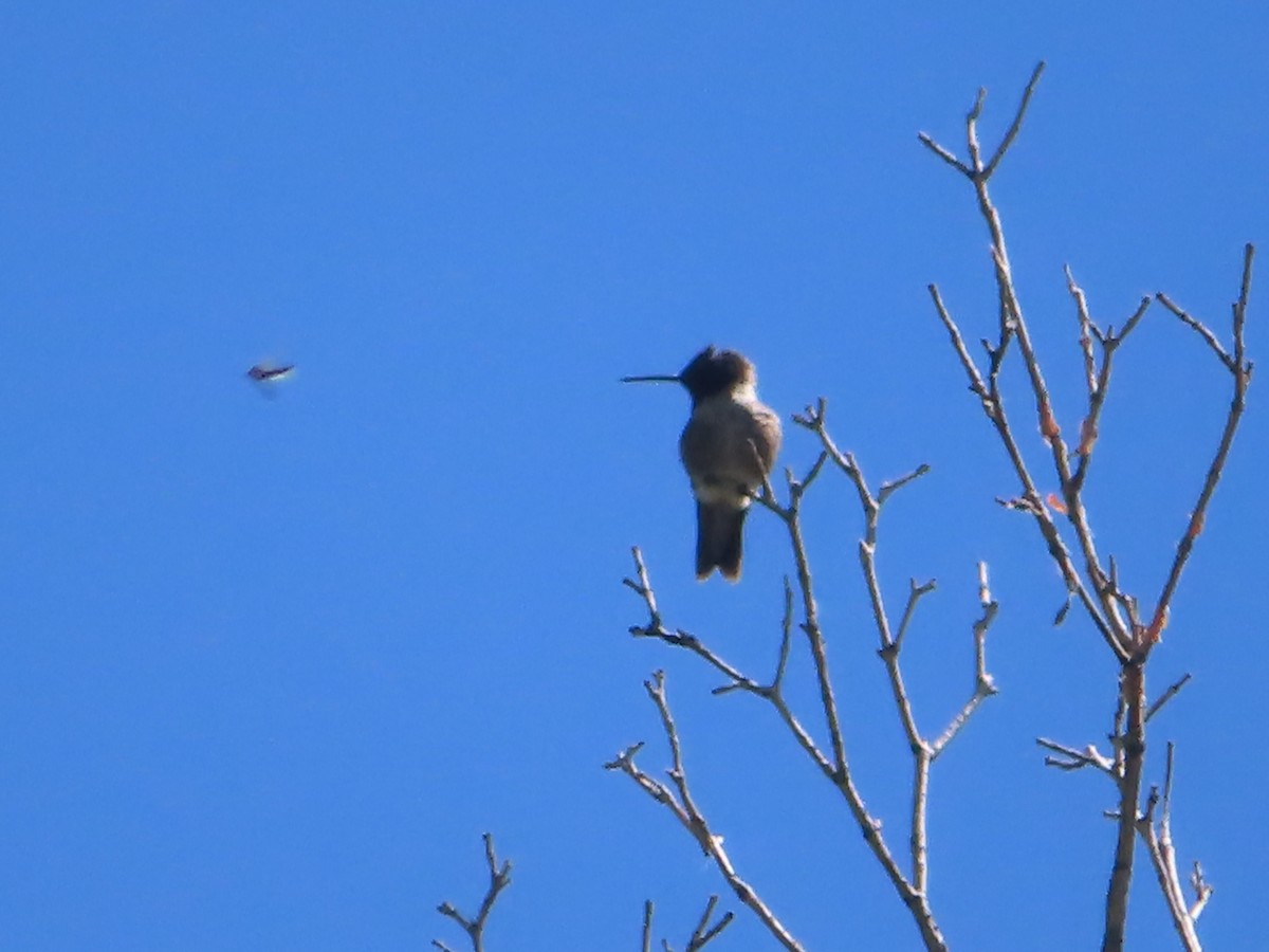 Black-chinned Hummingbird - ML619568558