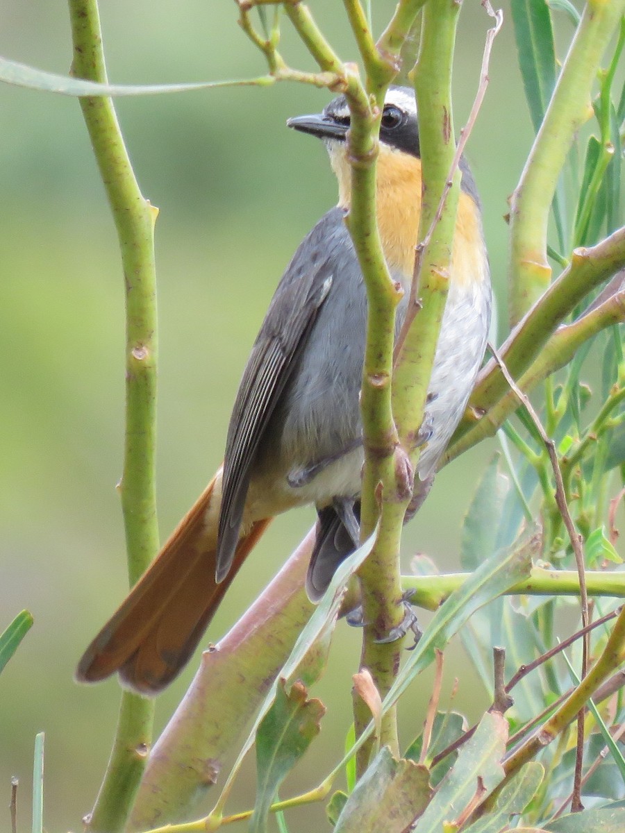 Cape Robin-Chat - ML619568566