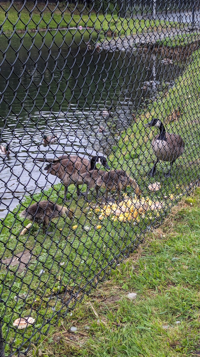 Canada Goose - Anonymous