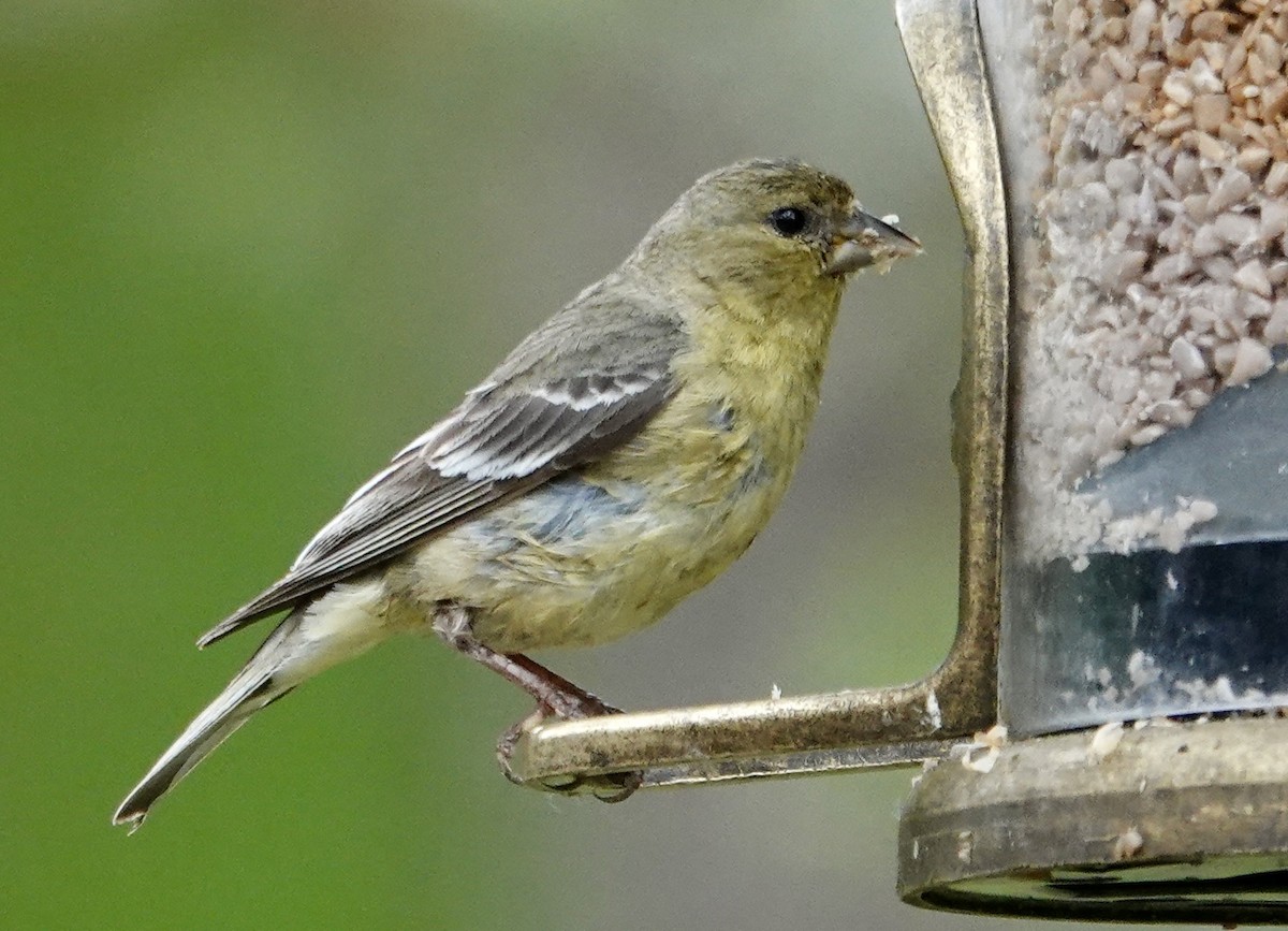 Lesser Goldfinch - Jolene Cortright