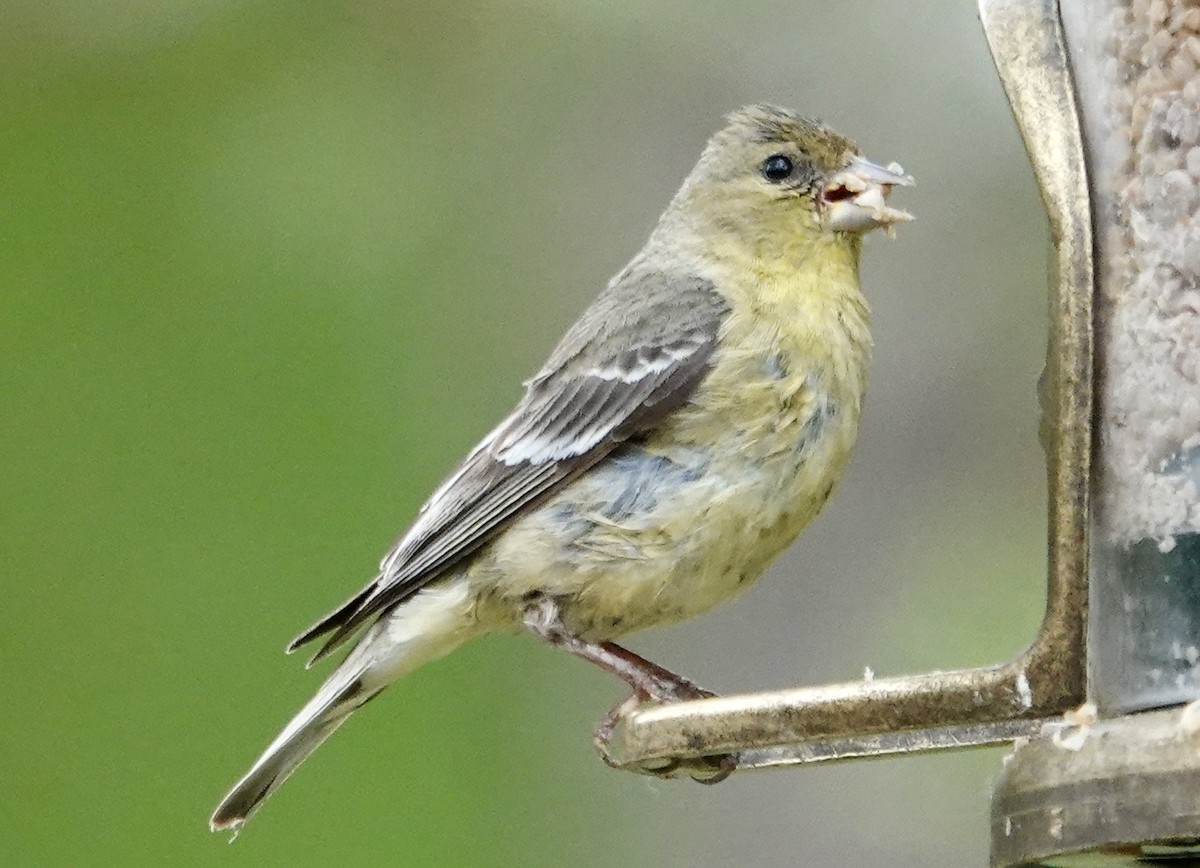 Lesser Goldfinch - Jolene Cortright