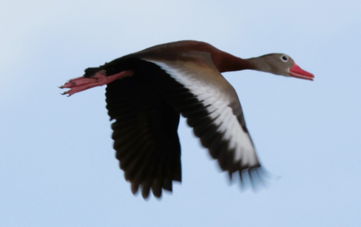 Black-bellied Whistling-Duck - Otha Savage