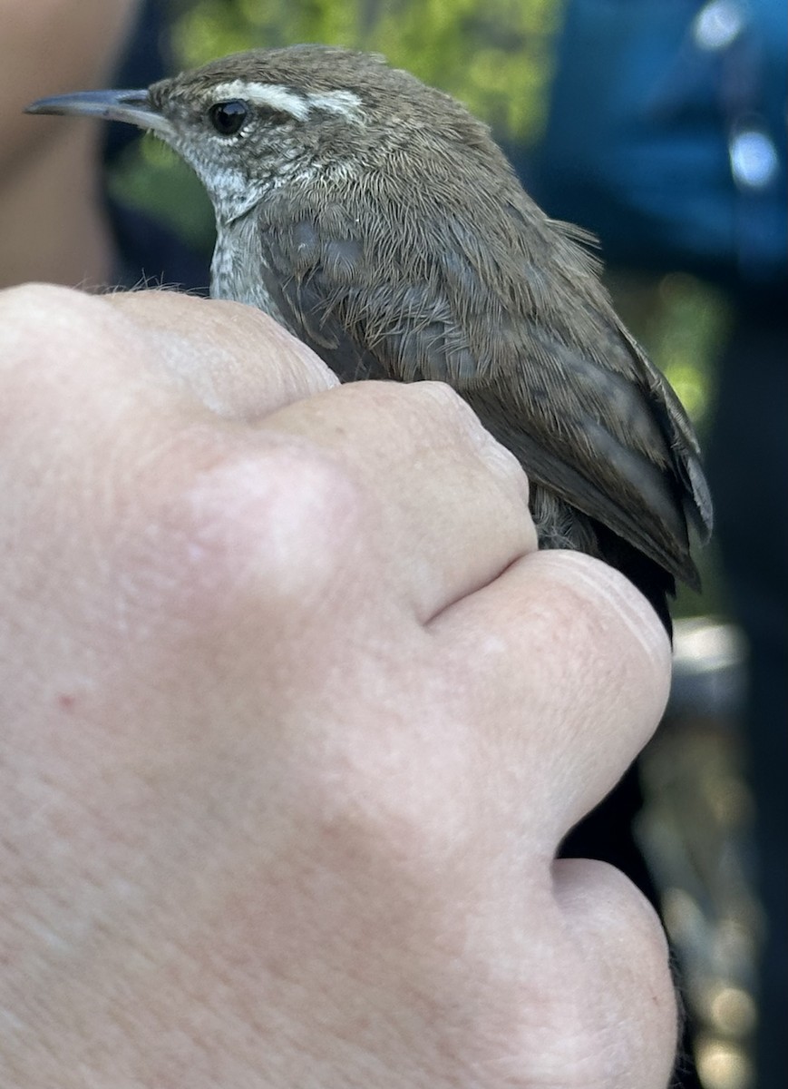 Bewick's Wren - Ross Rabkin