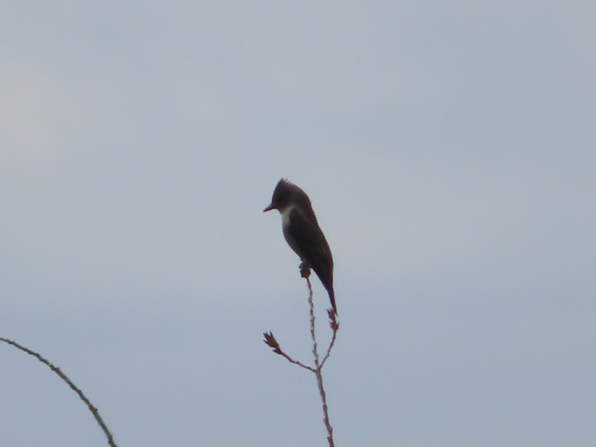 Olive-sided Flycatcher - J.A. Jensen