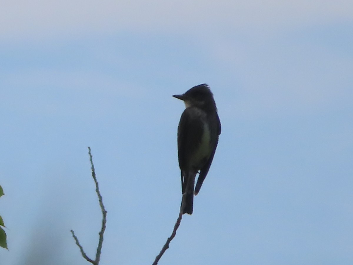 Olive-sided Flycatcher - J.A. Jensen