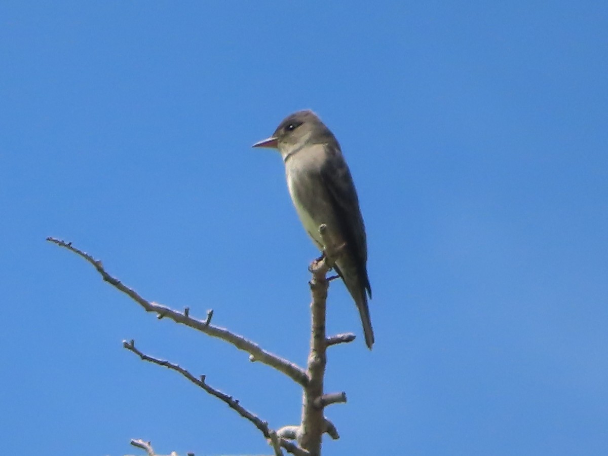 Olive-sided Flycatcher - J.A. Jensen