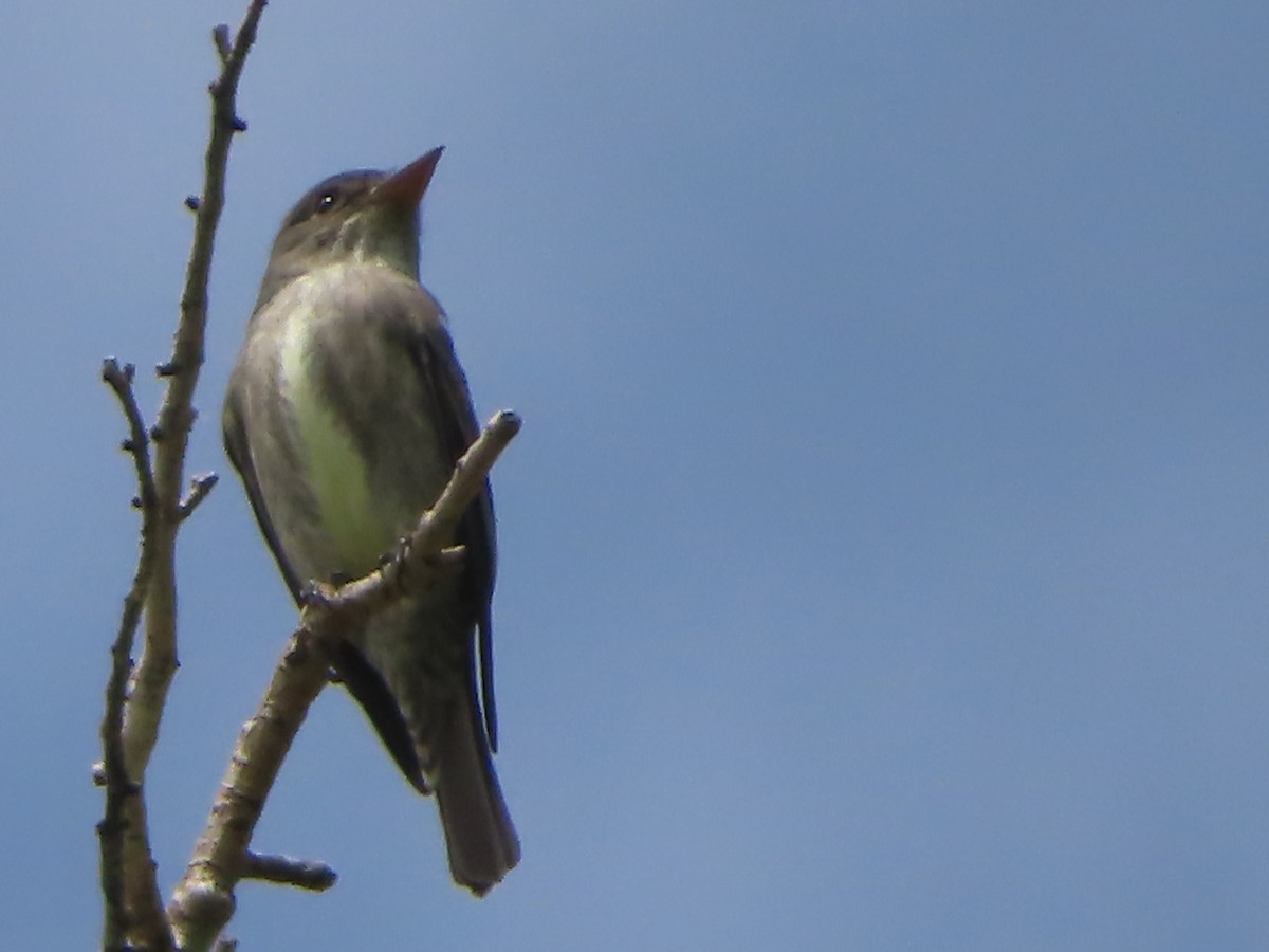 Olive-sided Flycatcher - J.A. Jensen