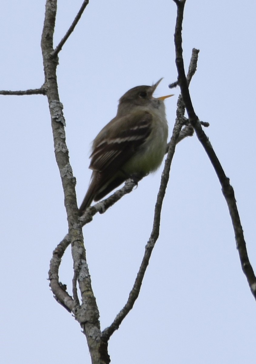 Least Flycatcher - Ted Stewart