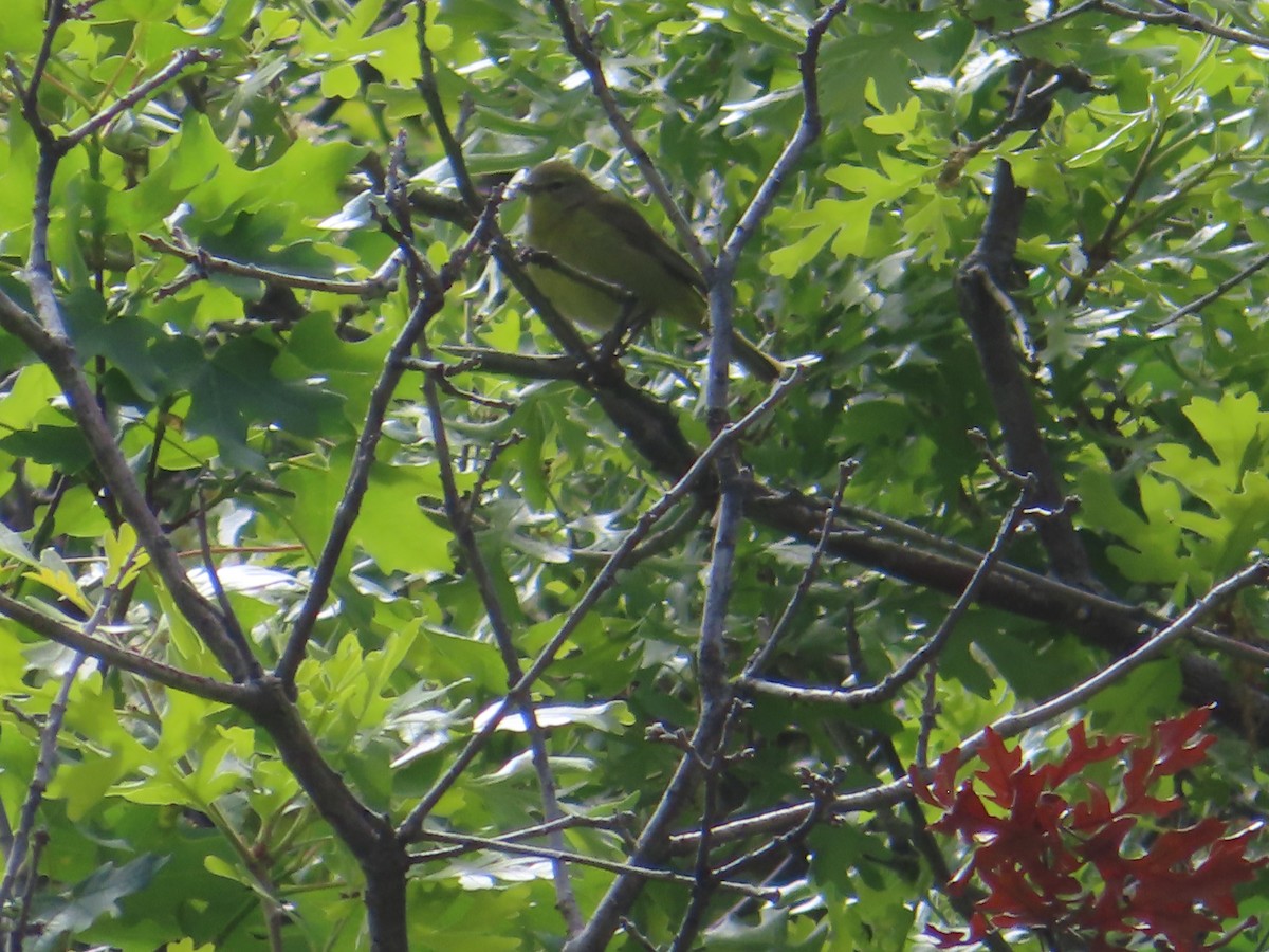 Orange-crowned Warbler - J.A. Jensen