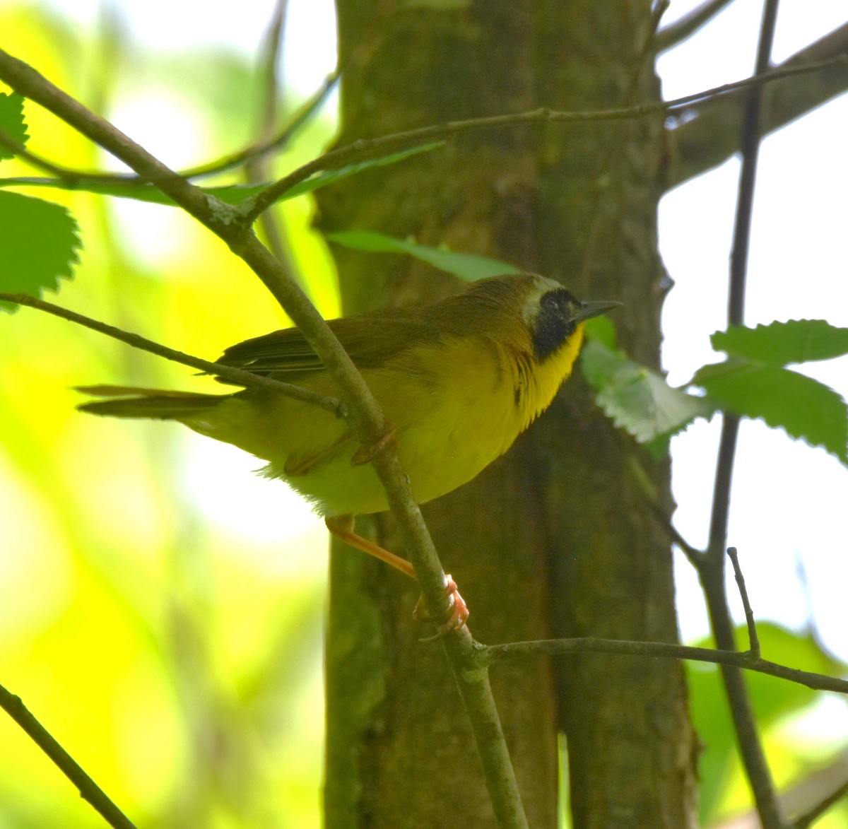 Common Yellowthroat - Ted Stewart