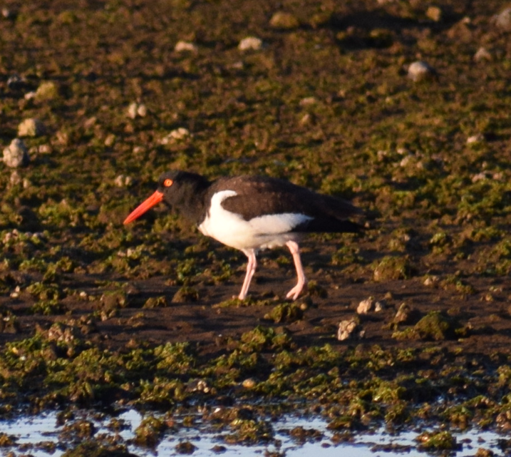 American Oystercatcher - ML619568604