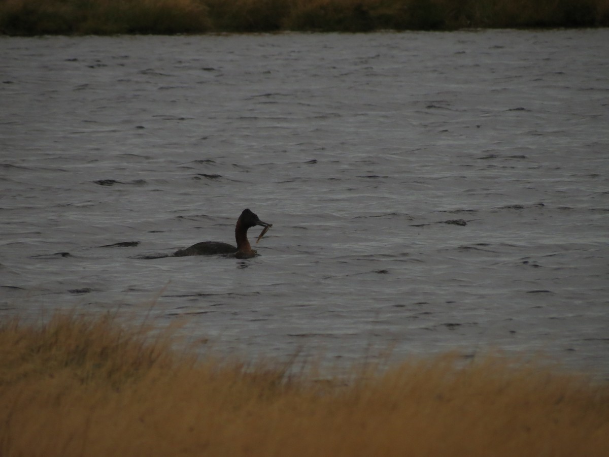 Great Grebe - Ralph Roberts