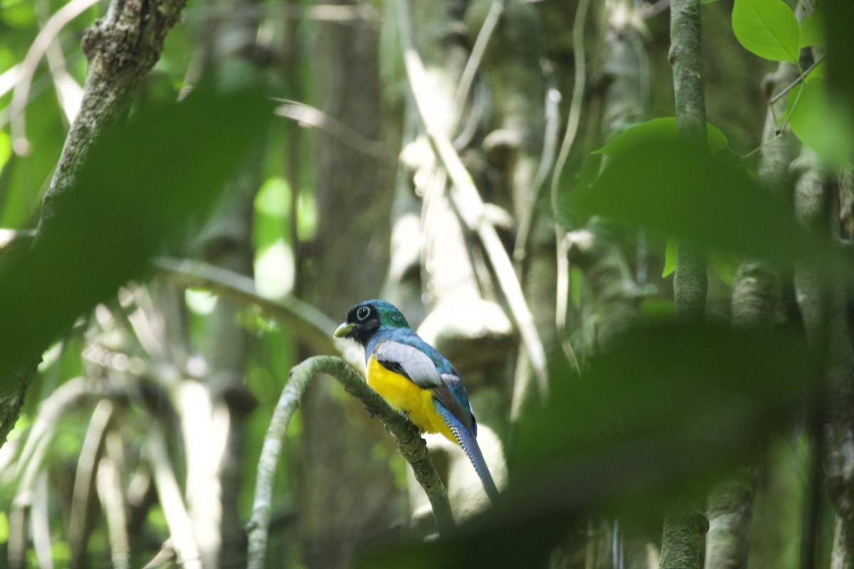 Northern Black-throated Trogon - ML619568614