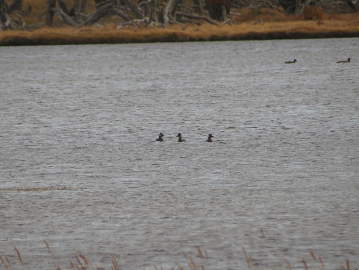 White-tufted Grebe - ML619568620