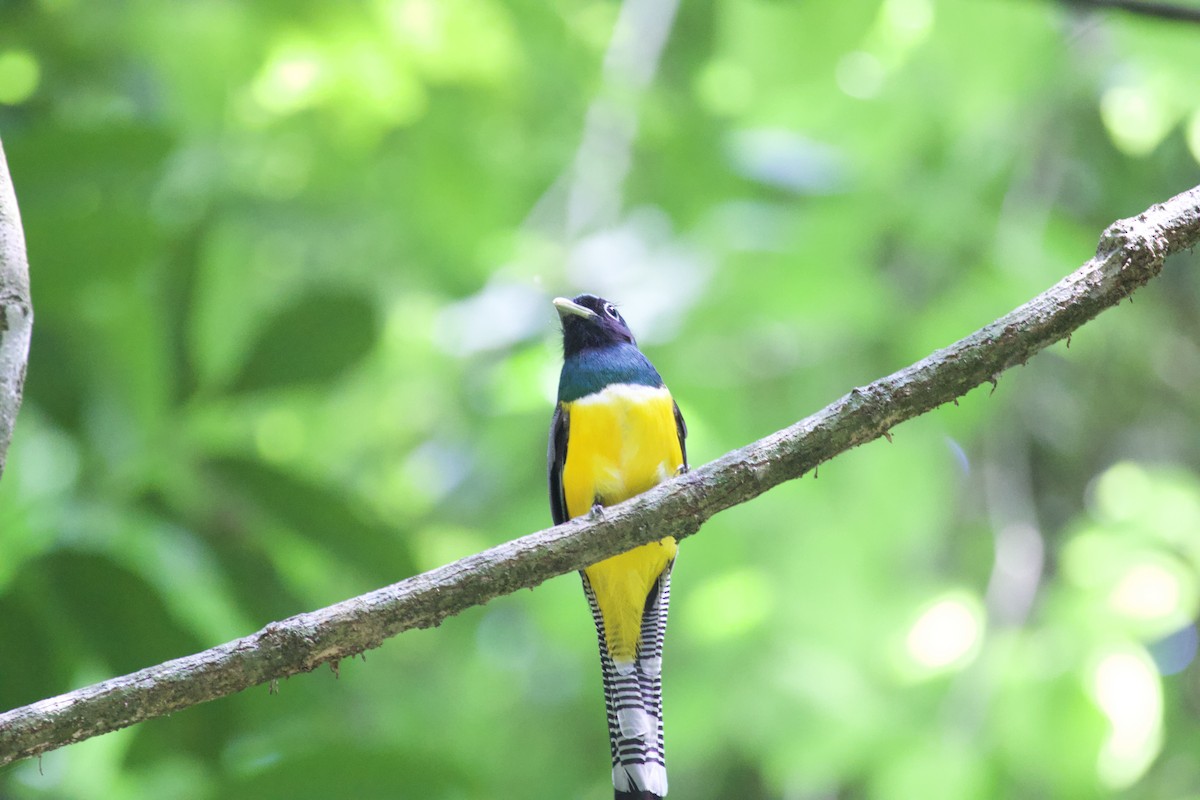 Northern Black-throated Trogon - ML619568622