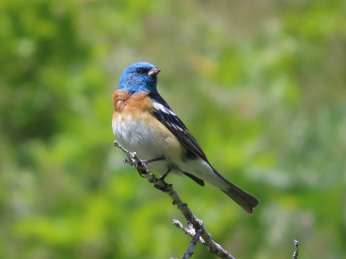 Lazuli Bunting - J.A. Jensen