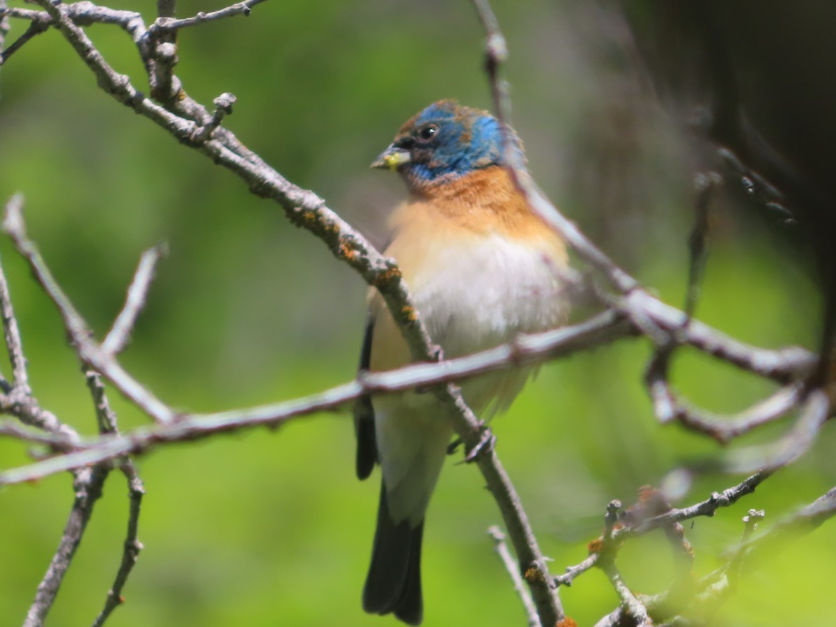 Lazuli Bunting - J.A. Jensen