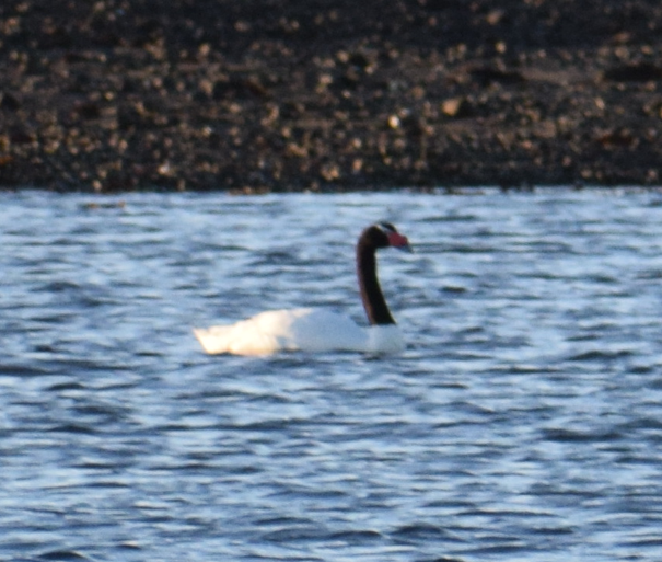 Cygne à cou noir - ML619568629