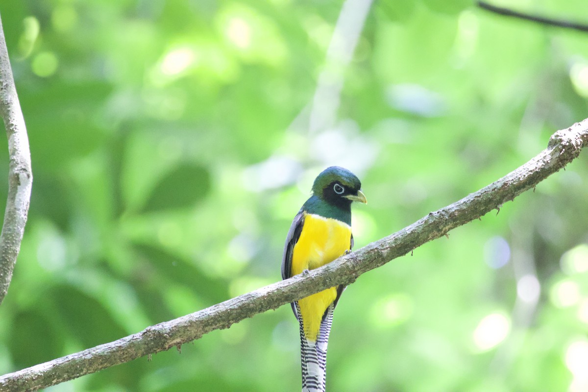 Northern Black-throated Trogon - ML619568637