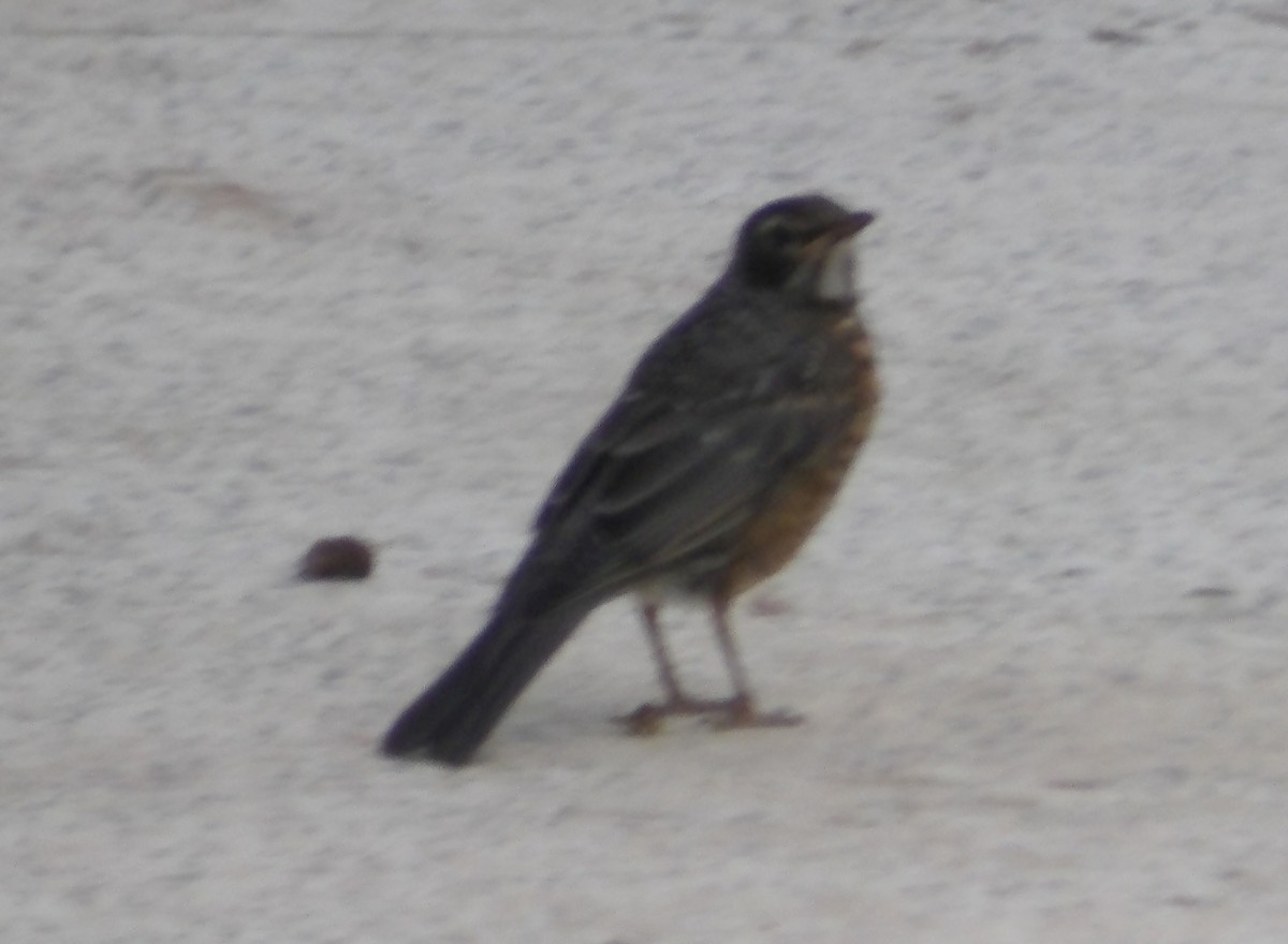 American Robin - Ney Bero