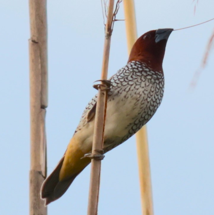 Scaly-breasted Munia - Otha Savage