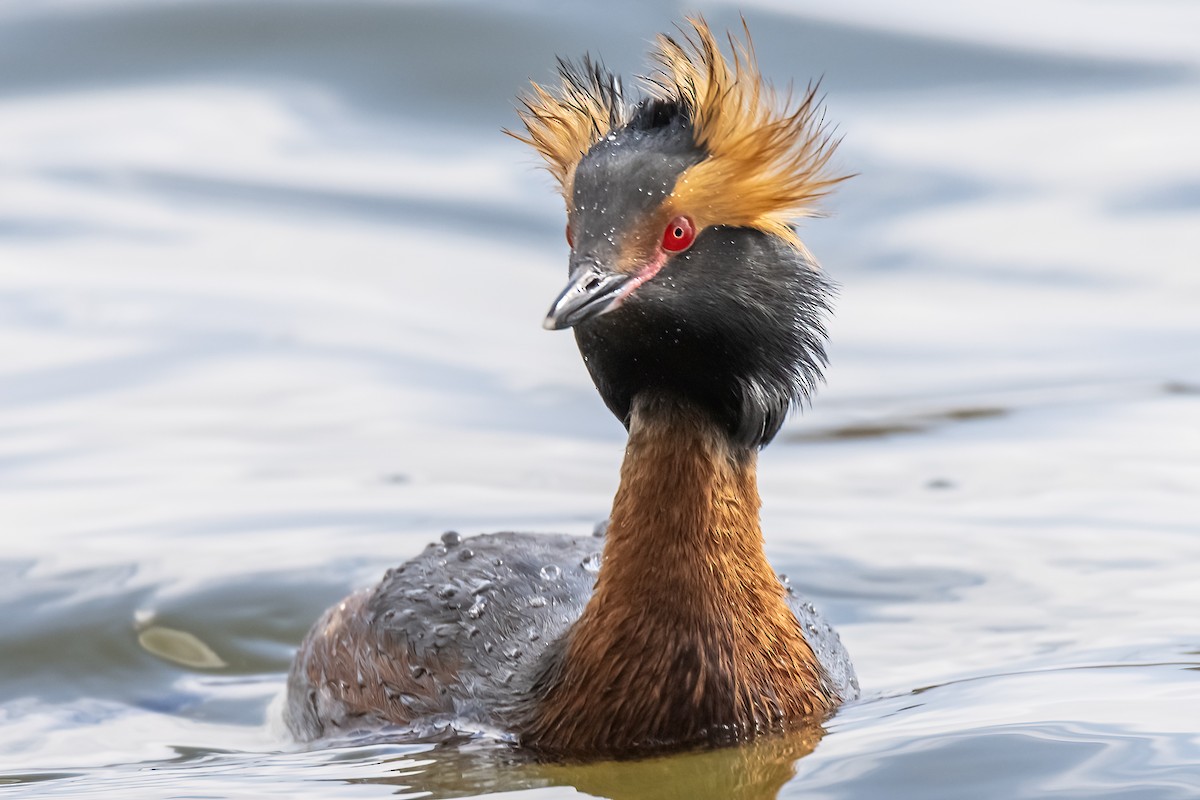 Horned Grebe - Valery Treitsiak