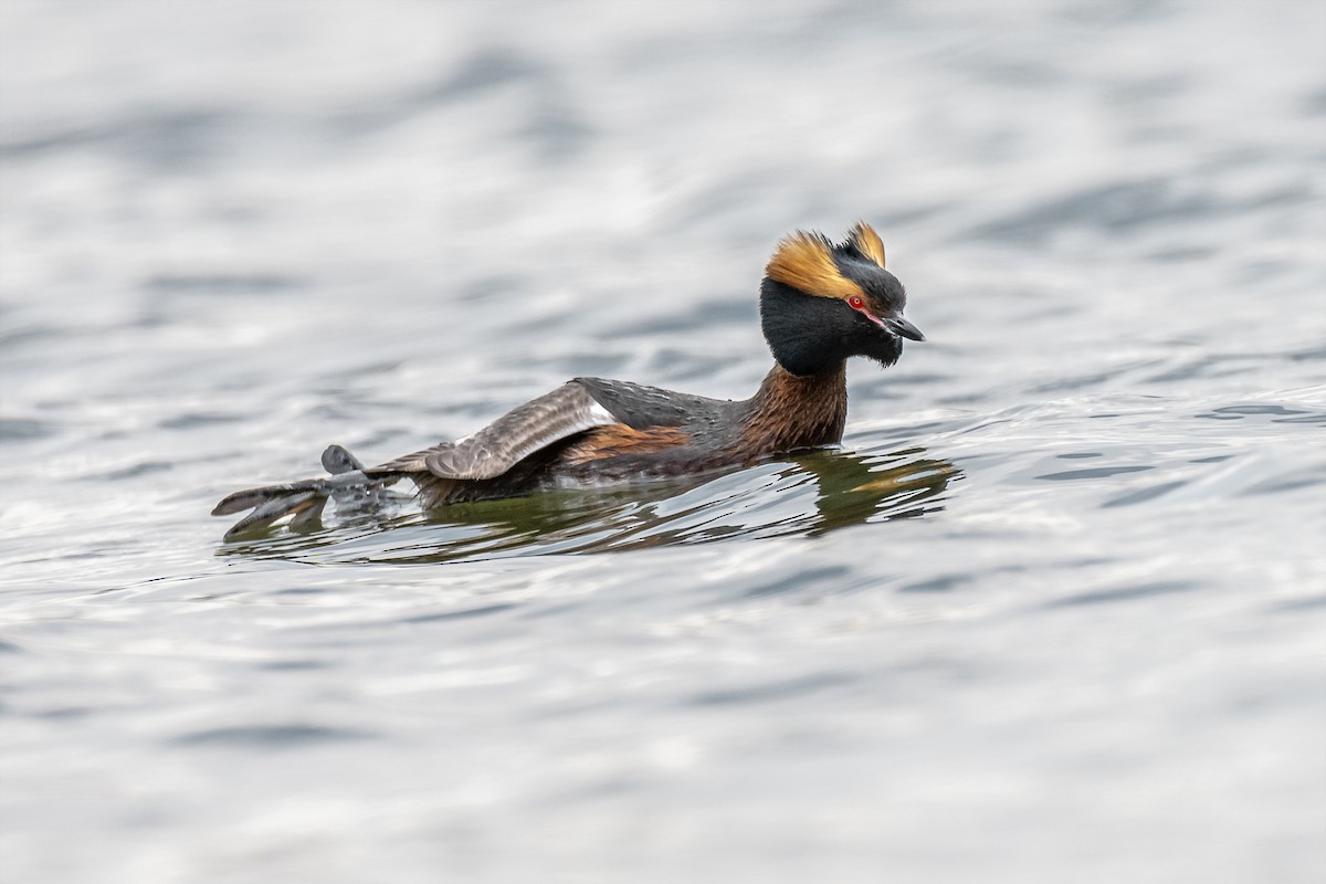 Horned Grebe - Valery Treitsiak