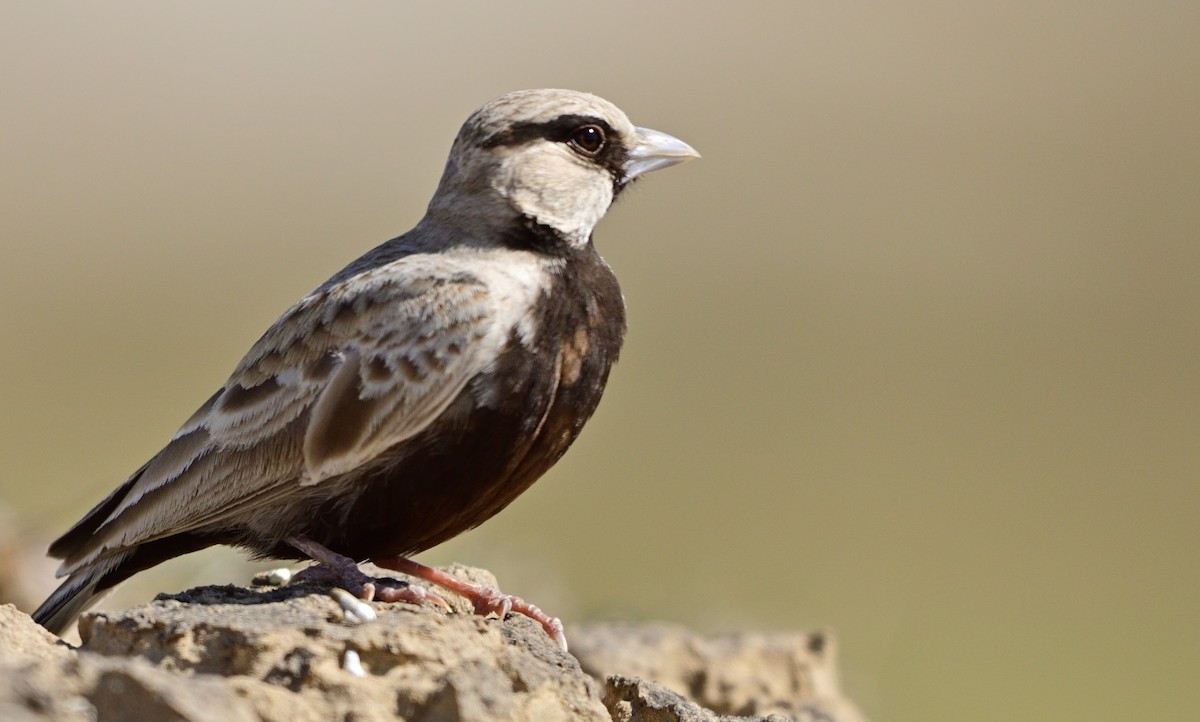 Ashy-crowned Sparrow-Lark - Raj Kumar Shiwani