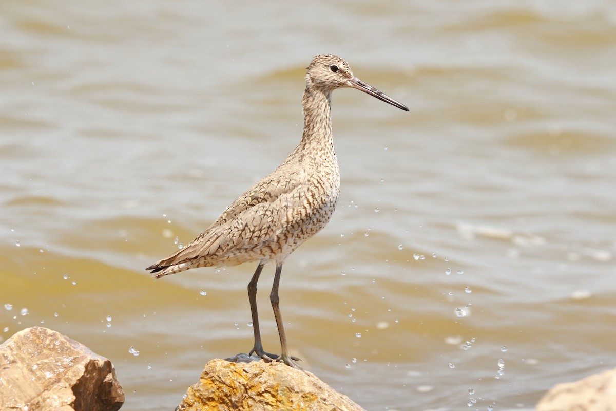 Willet - Jesse Pline