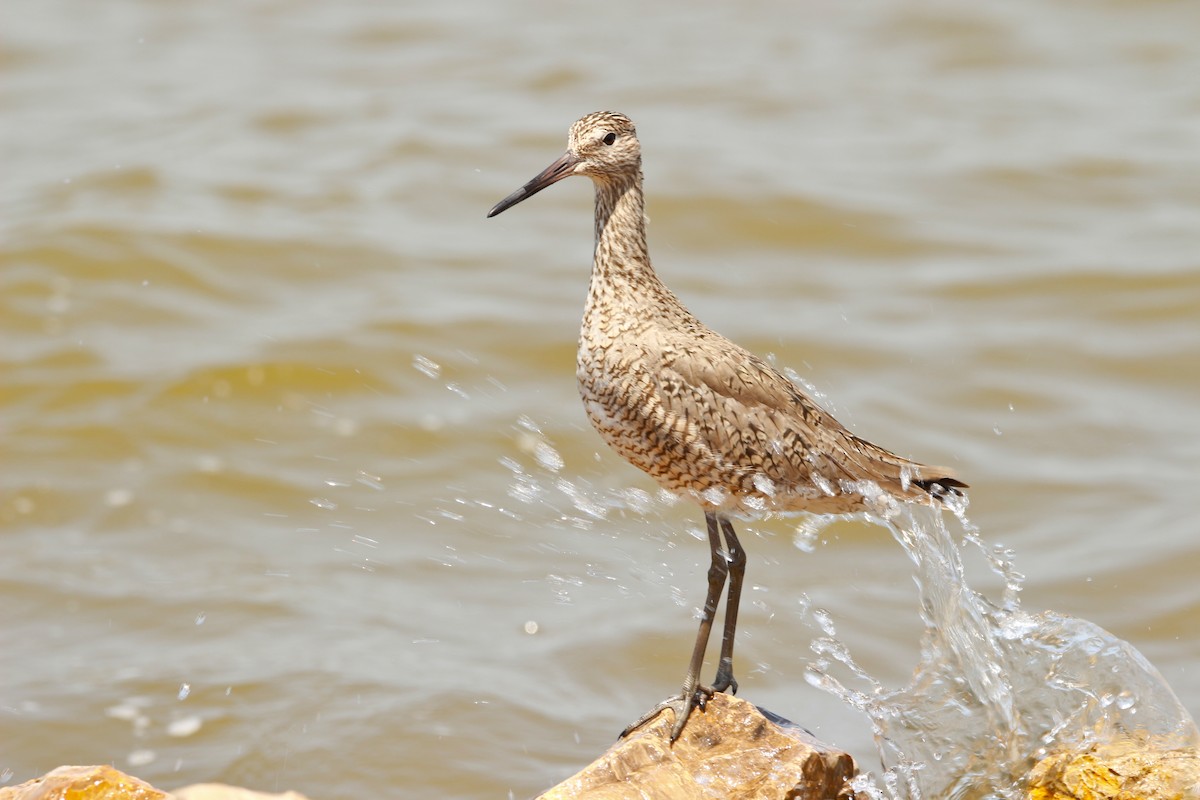 Willet - Jesse Pline