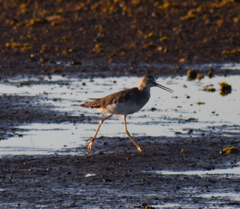 Lesser Yellowlegs - Felipe Undurraga