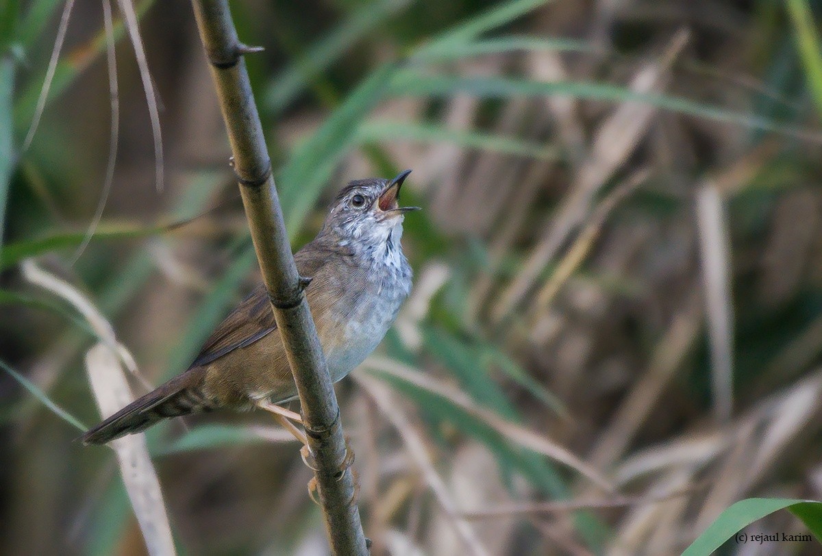 West Himalayan Bush Warbler - ML619568678