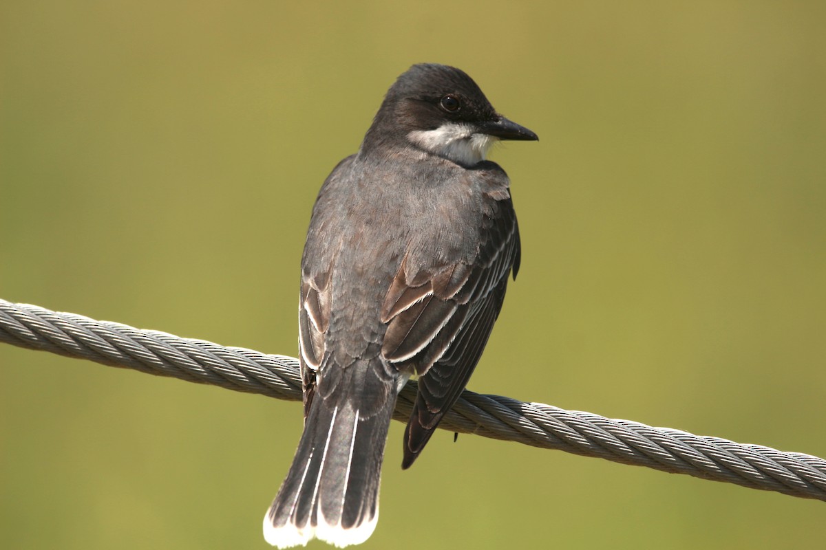 Eastern Kingbird - Jesse Pline