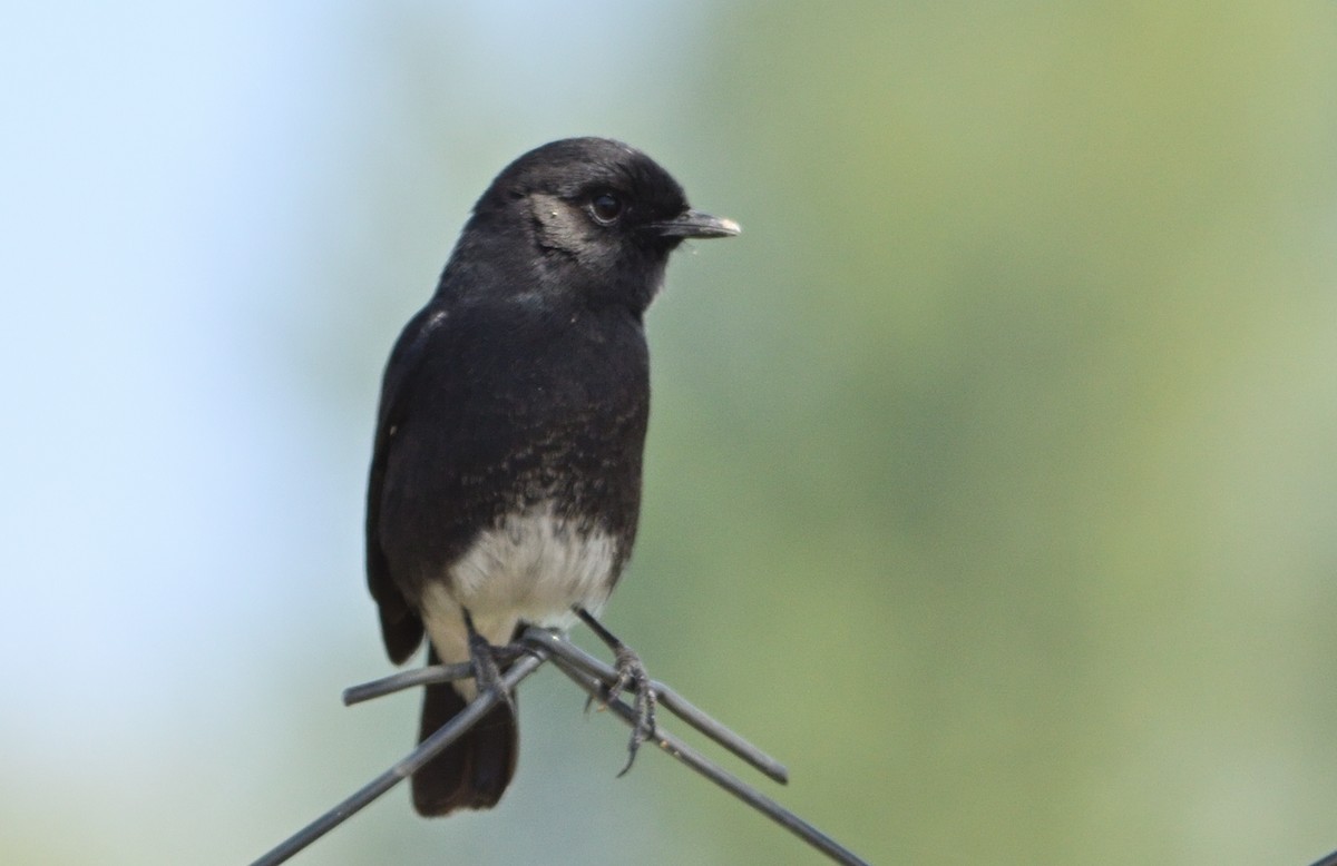 Pied Bushchat - Raj Kumar Shiwani