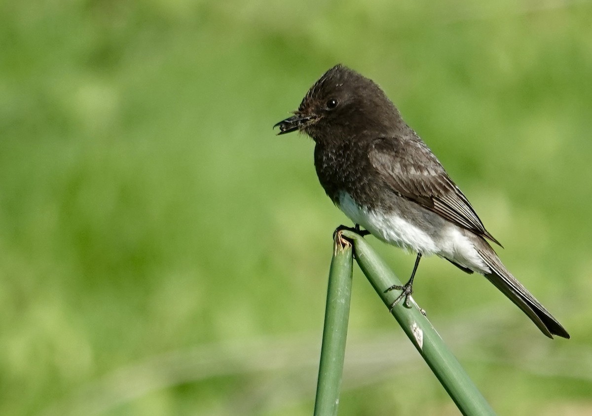 Black Phoebe - Jolene Cortright